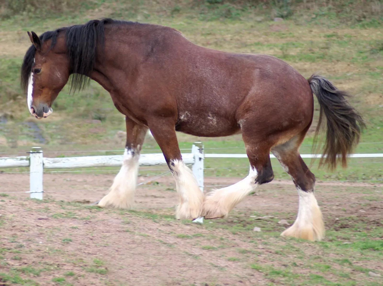 Clydesdale: Massive Hearts In Massive Bodies (Image Credits: Wikimedia)