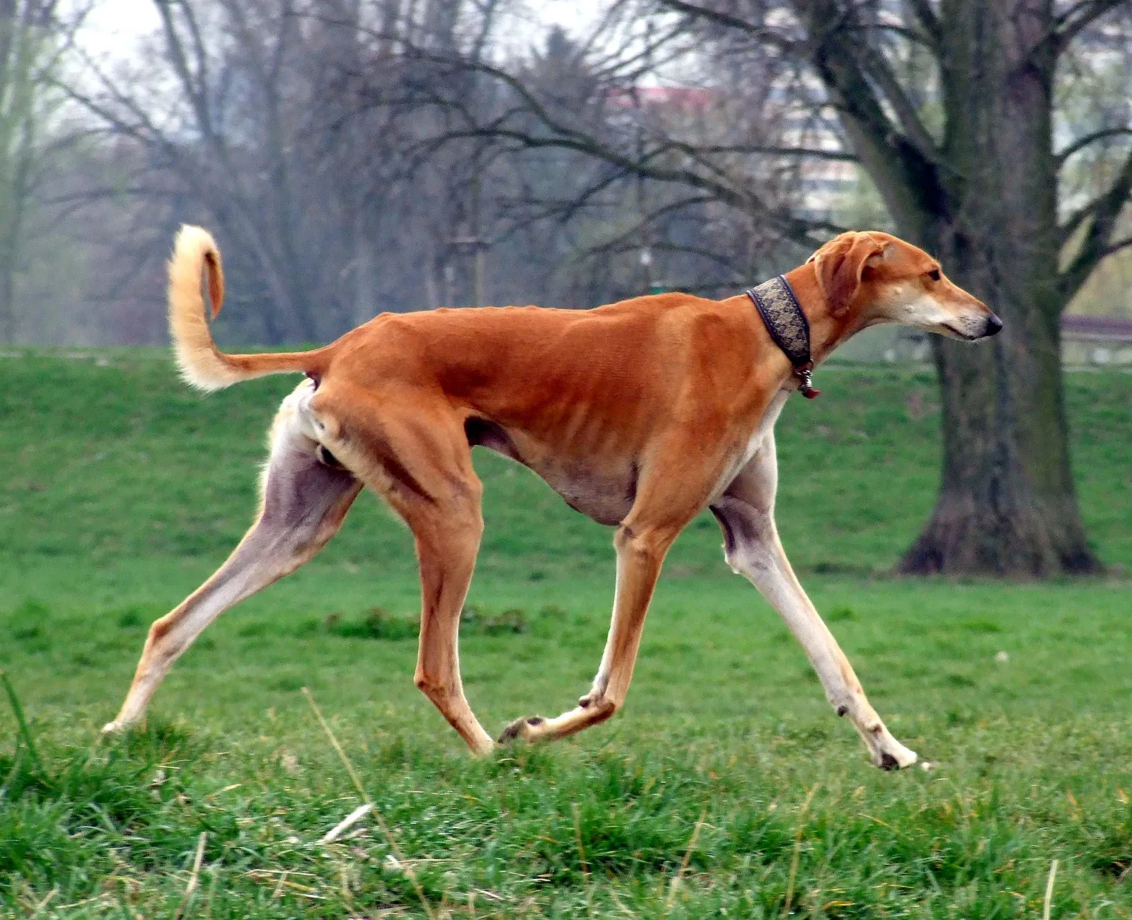 #13 - Saluki: The Desert Royalty With a Hidden Softness (By r., CC BY-SA 3.0)