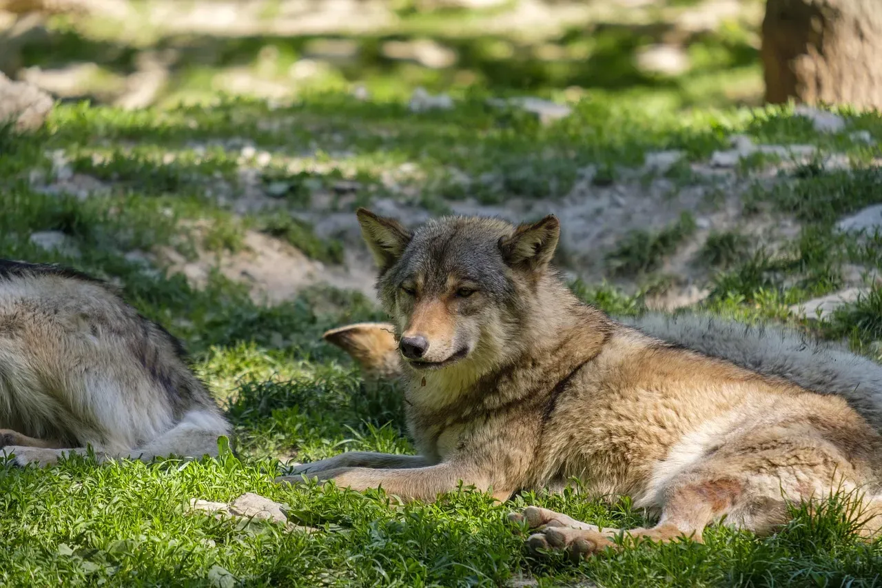 Cooperative Hunting Is Built on Instinct, Not Orders (Image Credits: Pixabay)