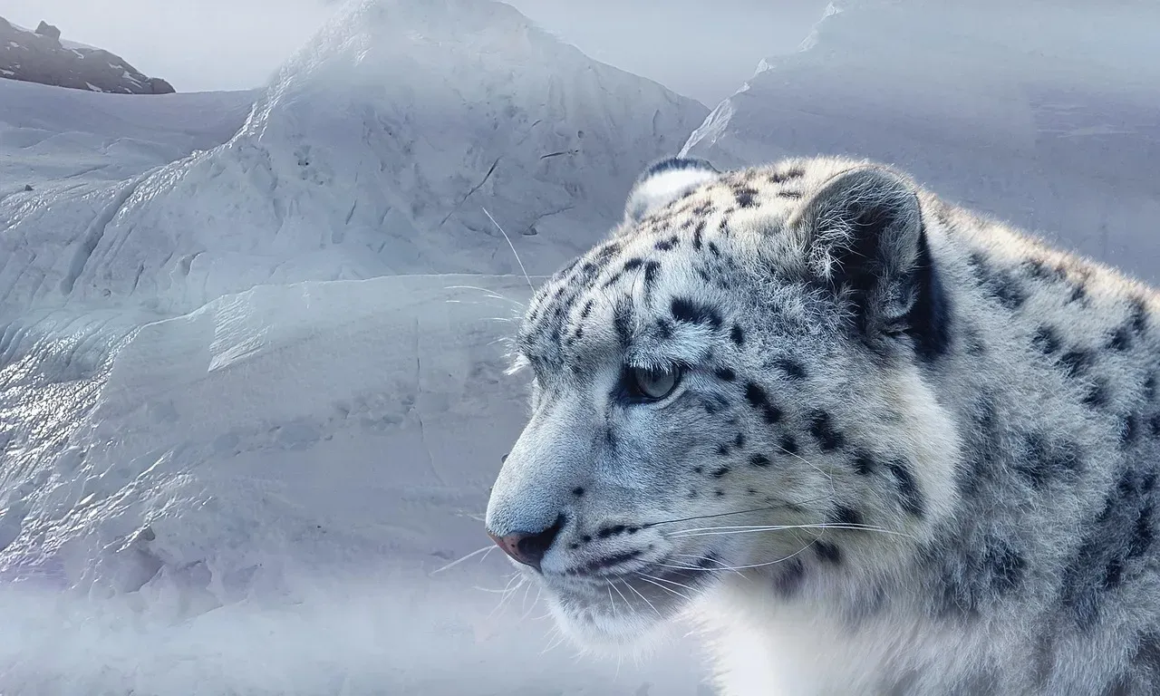 3. The Snow Leopard: Ghost of the Mountains (Image Credits: Pixabay)