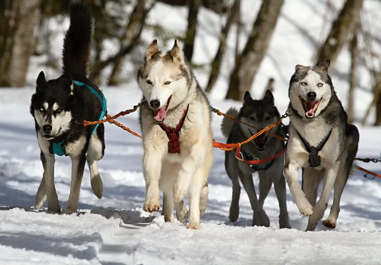 How European Christmas Traditions Featured Dogs (Image Credits: Pixabay)