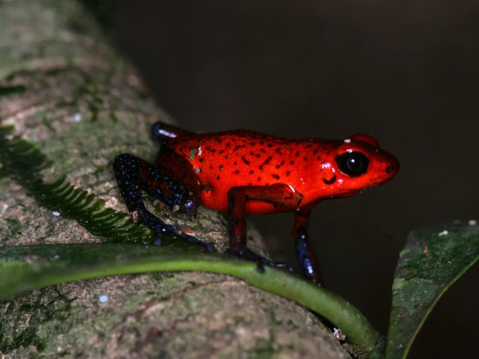 Strawberry Poison Dart Frogs: The Tag-Team Champions (Image Credits: Wikimedia)