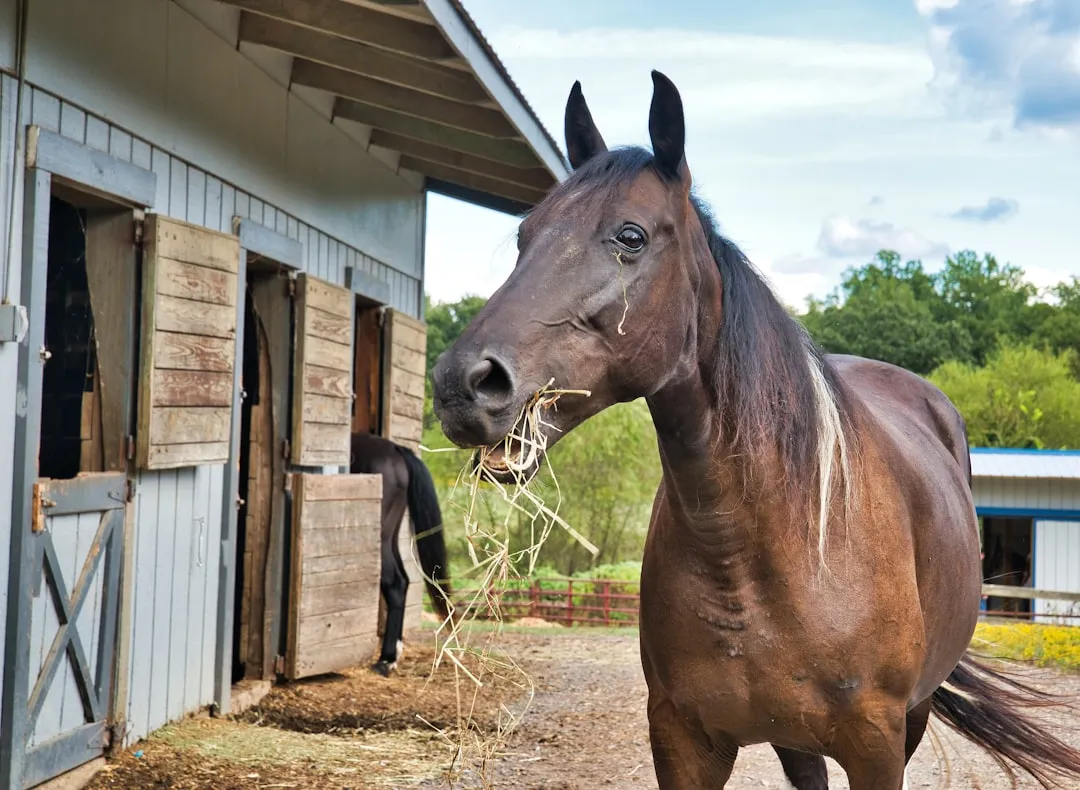 How To Give Your Horse More Of A Life, Not Just A Routine (Image Credits: Unsplash)