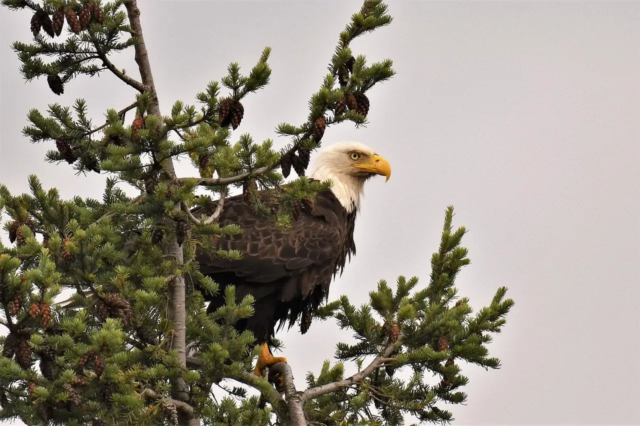 6. Washington State: Delisted and Thriving (Image Credits: Pixabay)