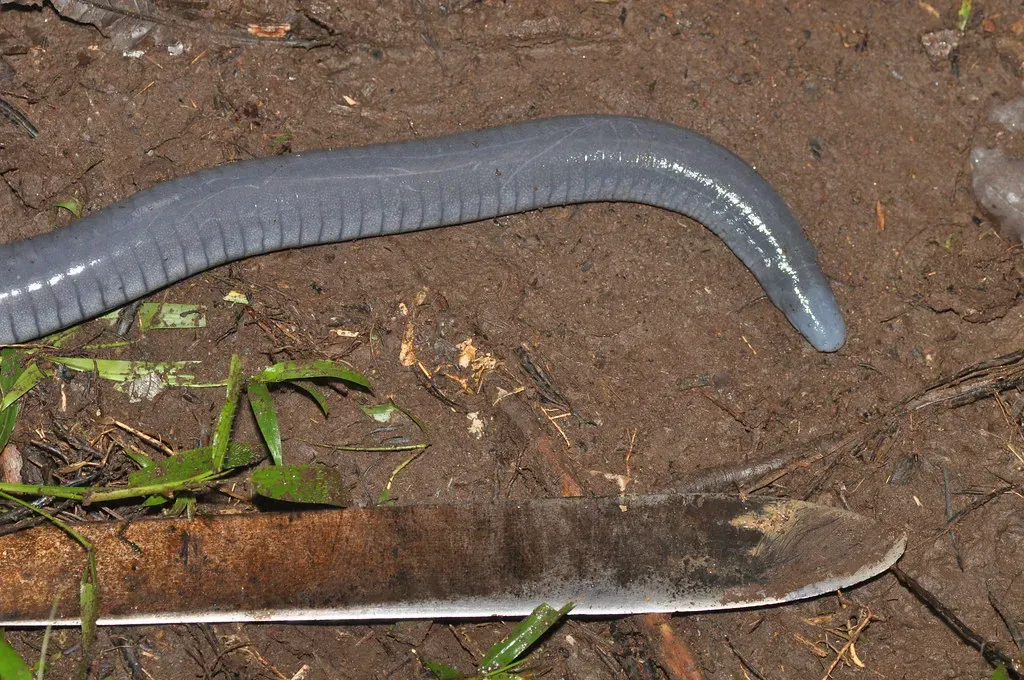 Caecilians: The Skin-Feeding Specialists (Image Credits: Flickr)