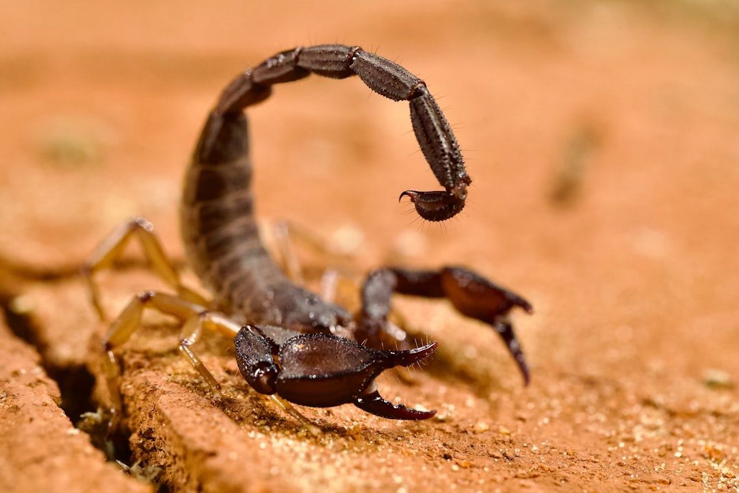 November: The Transformative Scorpion (Image Credits: Unsplash)