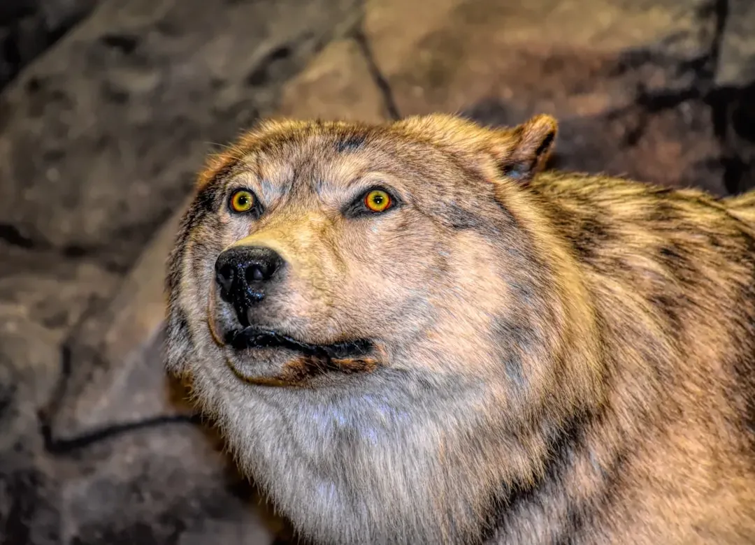 Wolves Are Dangerous Man-Eaters (Image Credits: Unsplash)