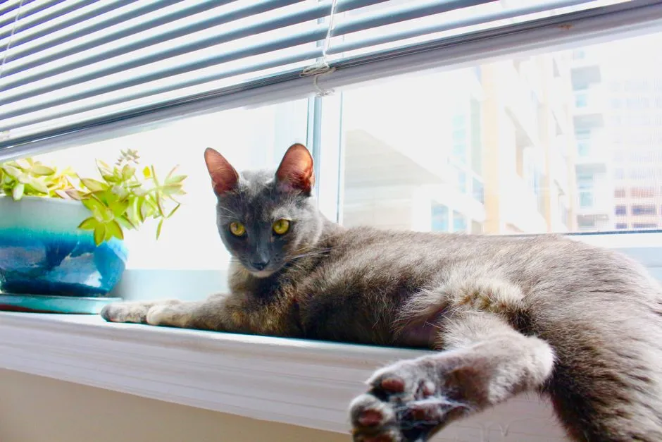 #11 - Korat (Image Credits: Pexels)