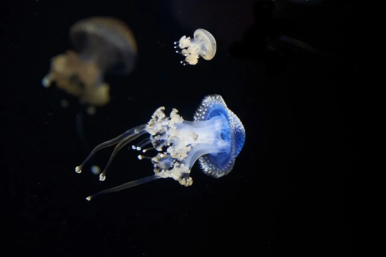 Creatures Shaped by Perpetual Night (Image Credits: Pixabay)