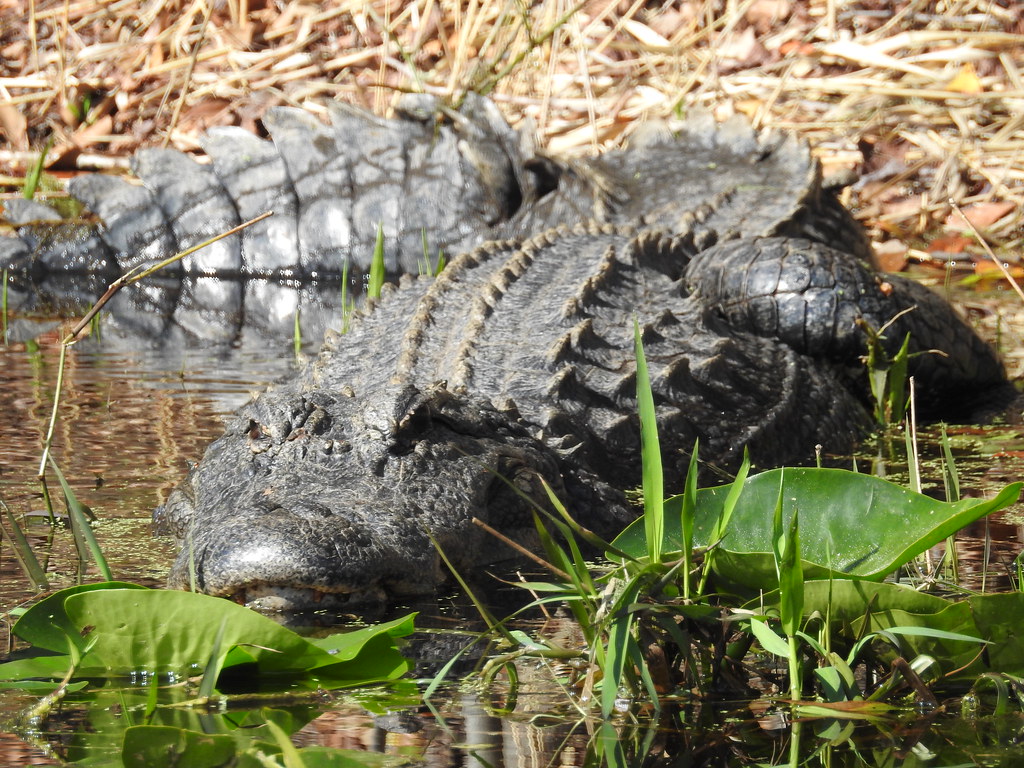 Understanding Alligator Threat Assessment (Image Credits: Flickr)