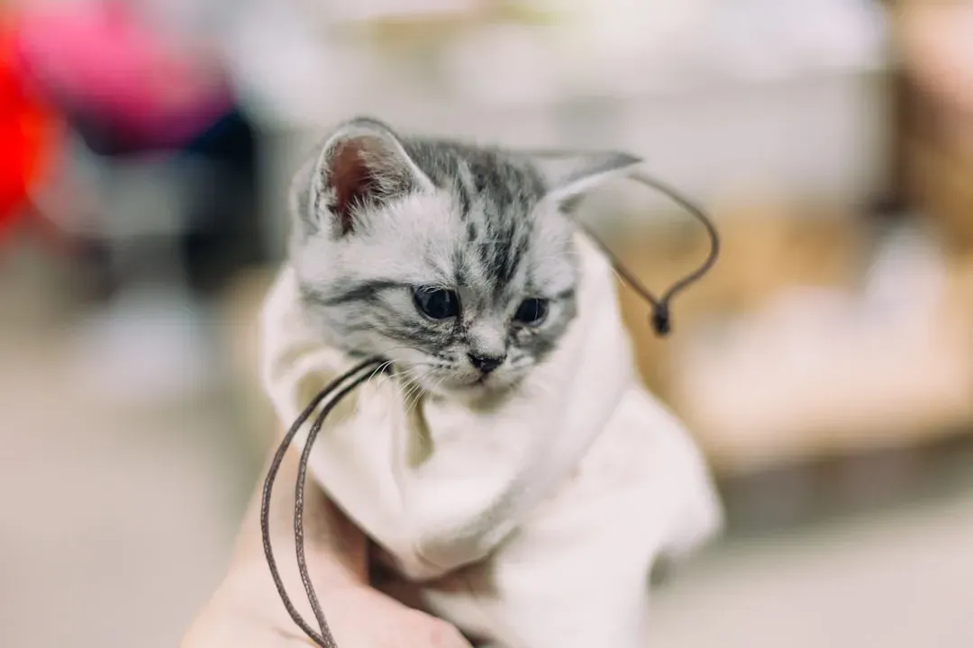 The Risks of Using Inappropriate Flea Products (Image Credits: Unsplash)