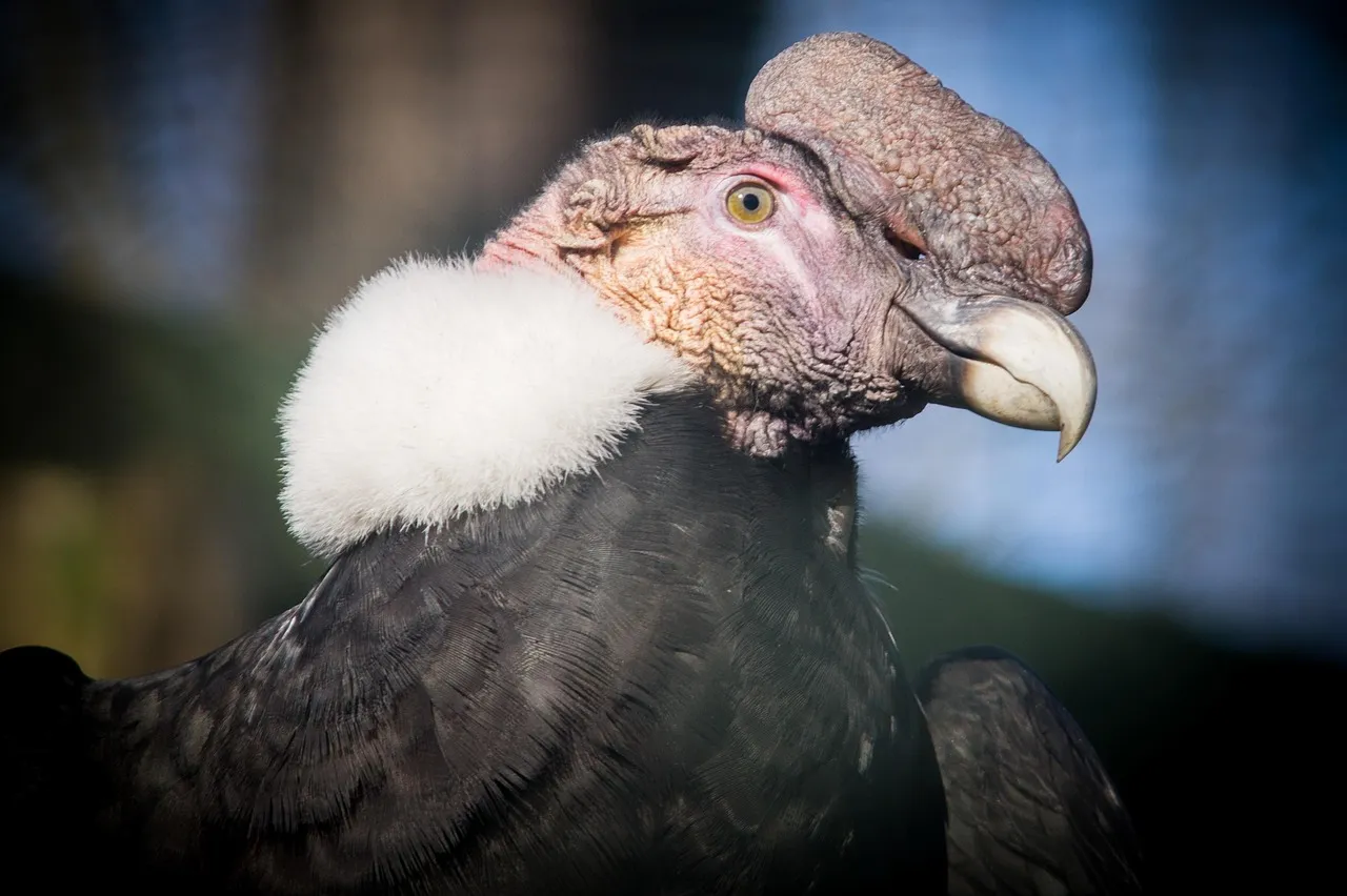 #6 Indigenous Leadership and the Spiritual Return of the Condor (Image Credits: Pixabay)
