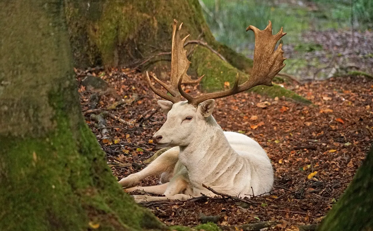 Native American Traditions: Symbols of Purity and Spirituality (Image Credits: Pixabay)