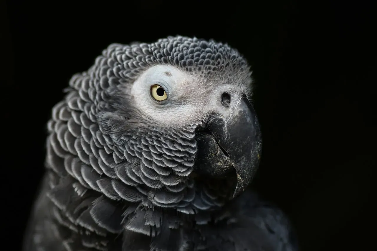 #11 &ndash; African Grey Parrots That Mimic Only One Voice (Image Credits: Pixabay)
