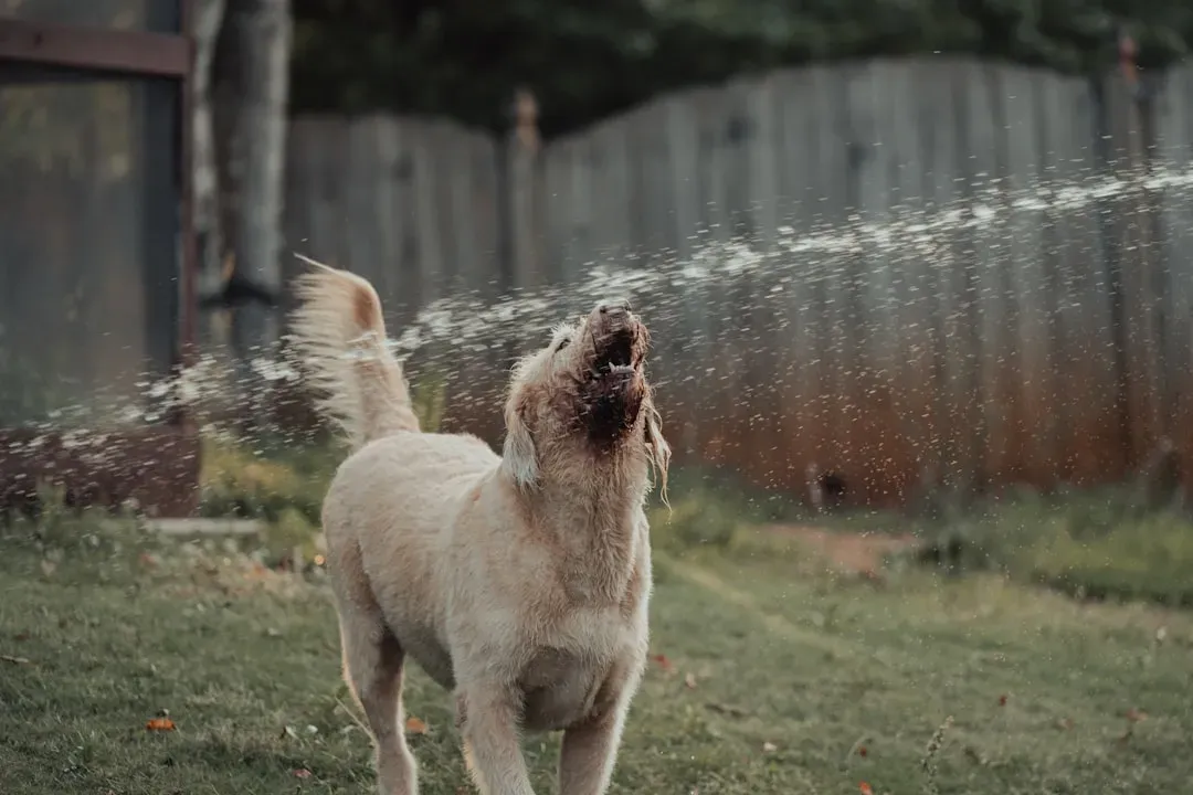 Dogs Show Anxiety and Restlessness Before Storms (Image Credits: Unsplash)