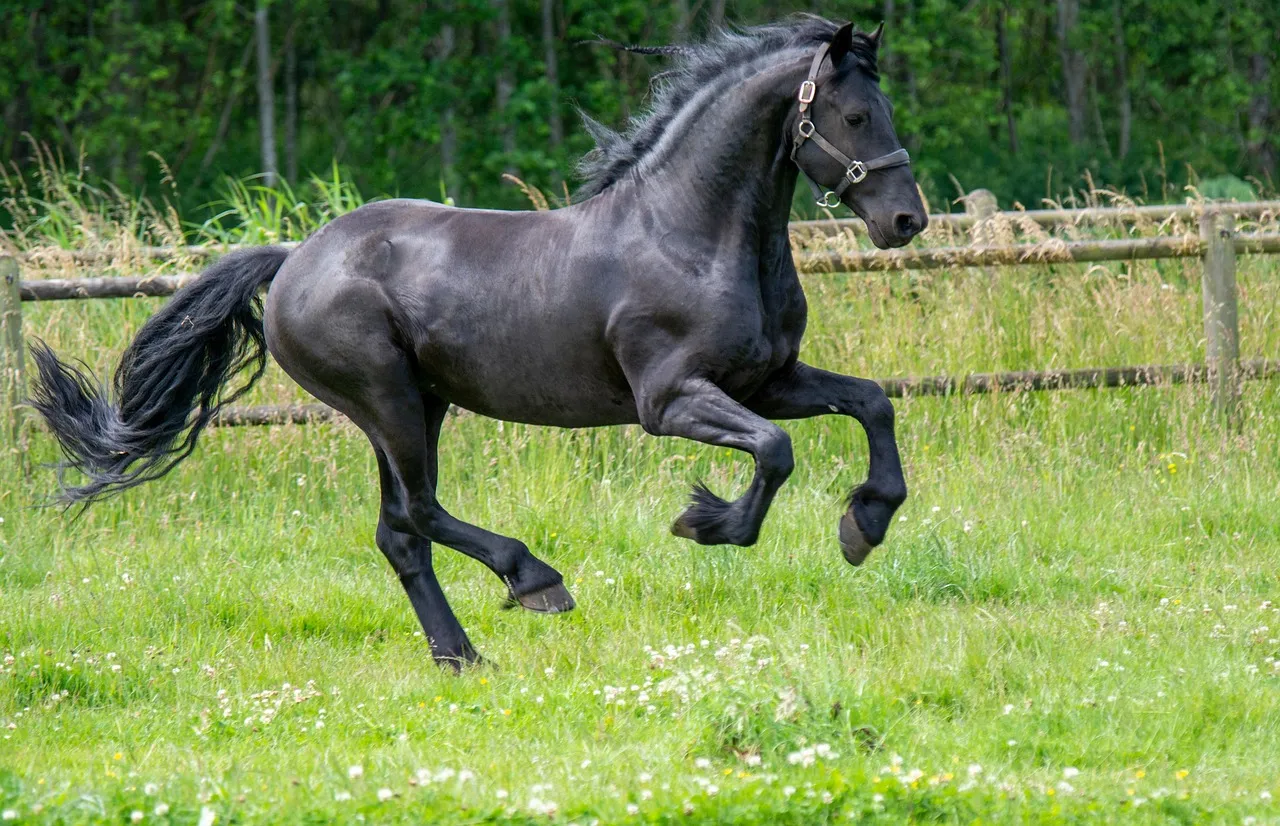 #23 - Friesians: The Breed Vets Worry About the Most (Image Credits: Pixabay)