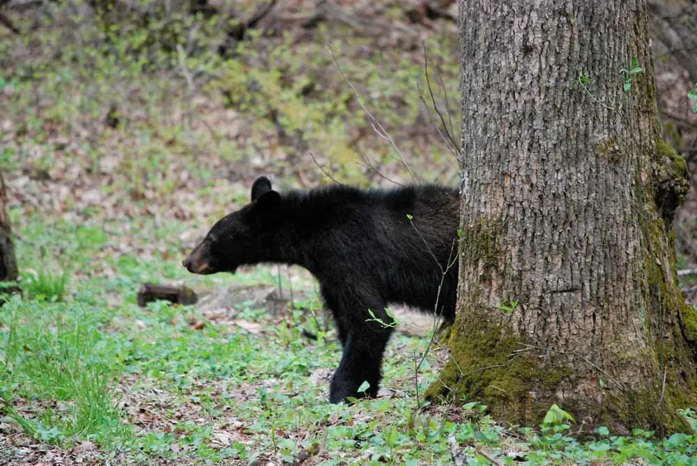 Tennessee: Steady, Science-Driven Growth (cletch, Flickr, CC BY 2.0)
