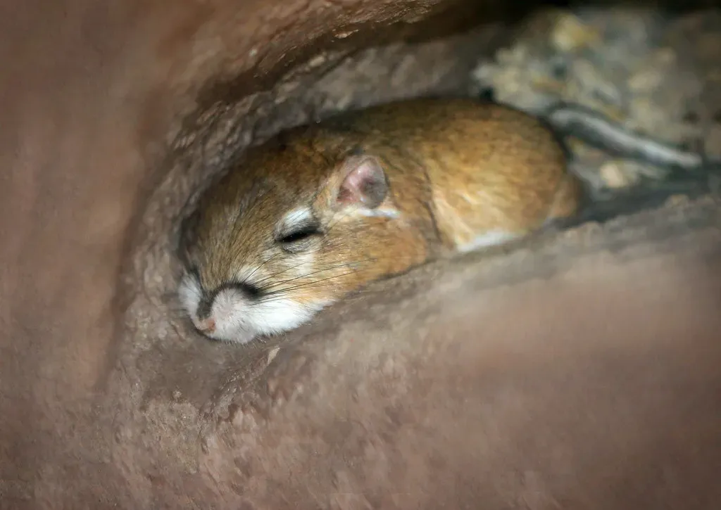 Cancer (June 21 &ndash; July 22): The Kangaroo Rat (Monkeystyle3000, Flickr, CC BY 2.0)
