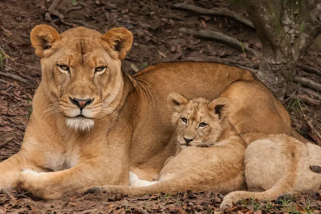 Cancer: The Protective Lioness Within (Image Credits: Flickr)