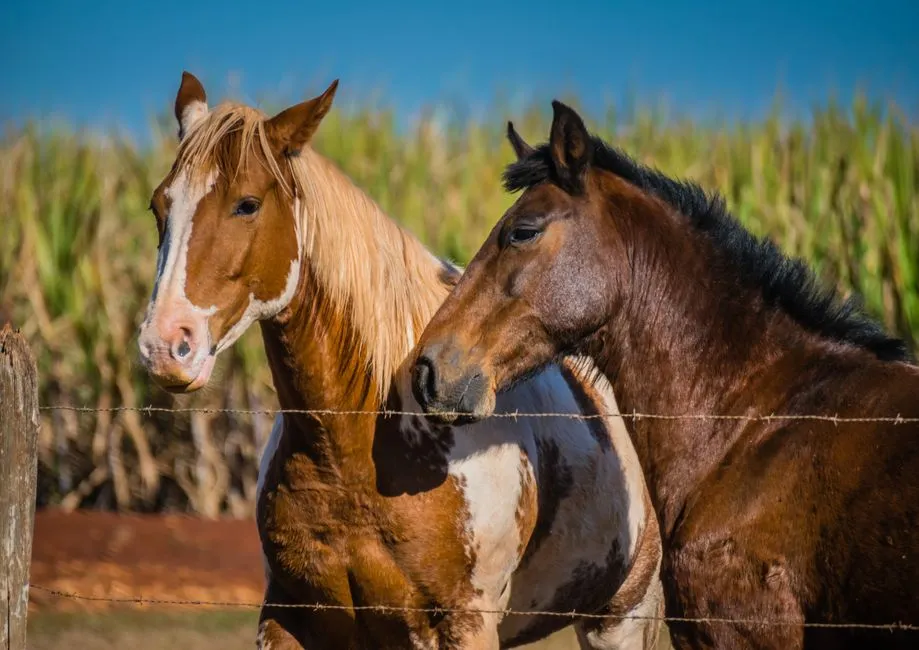 #5 - Barb (Image Credits: Pexels)