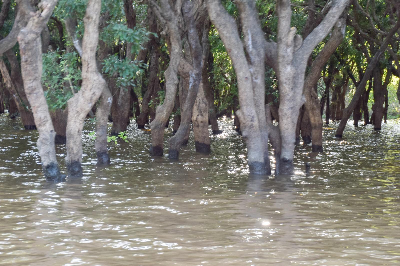 Ecological Catastrophe and Biodiversity Loss (Image Credits: Wikimedia)
