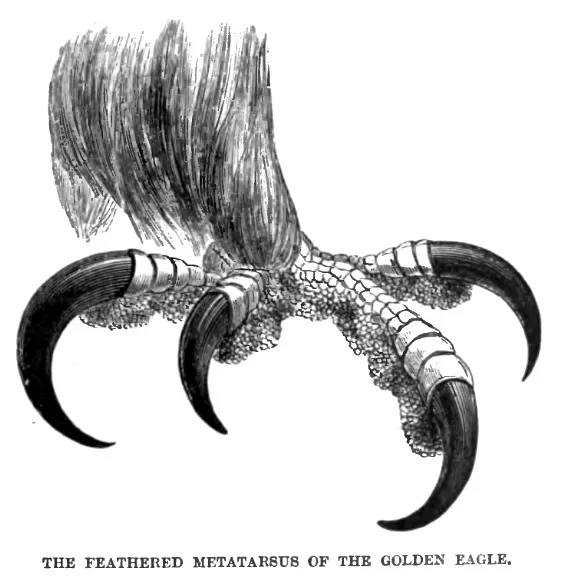 They Have Talons as Sharp as a Tiger's Claws (Image Credits: Wikimedia)