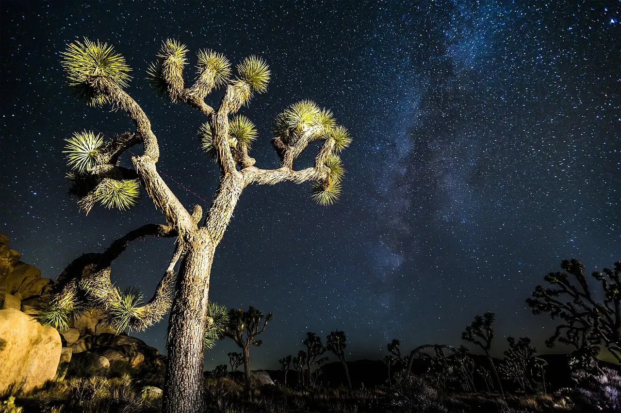 2. Joshua Tree National Park, California (Image Credits: Pixabay)