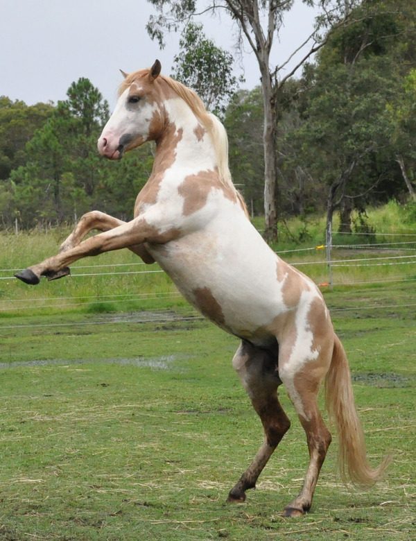 Choctaw Horse (Image Credits: Wikimedia)