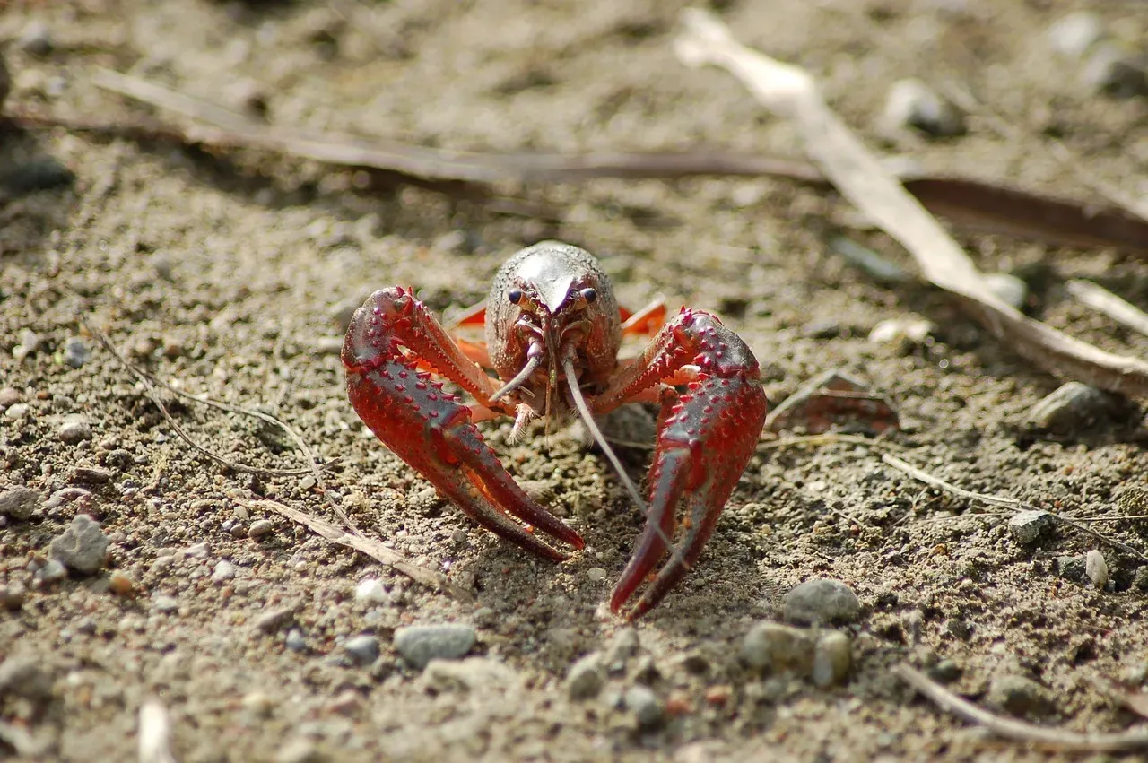 The Sound Doesn't Actually Come from Their Claw Snapping (Image Credits: Pixabay)
