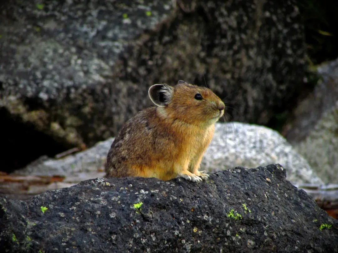 Gemini: The Pika (Image Credits: Unsplash)