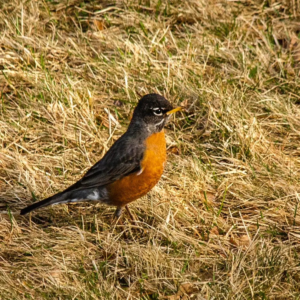 #4 Successful Nesting Nearby in Previous Years (Me in ME, Flickr, CC BY 2.0)