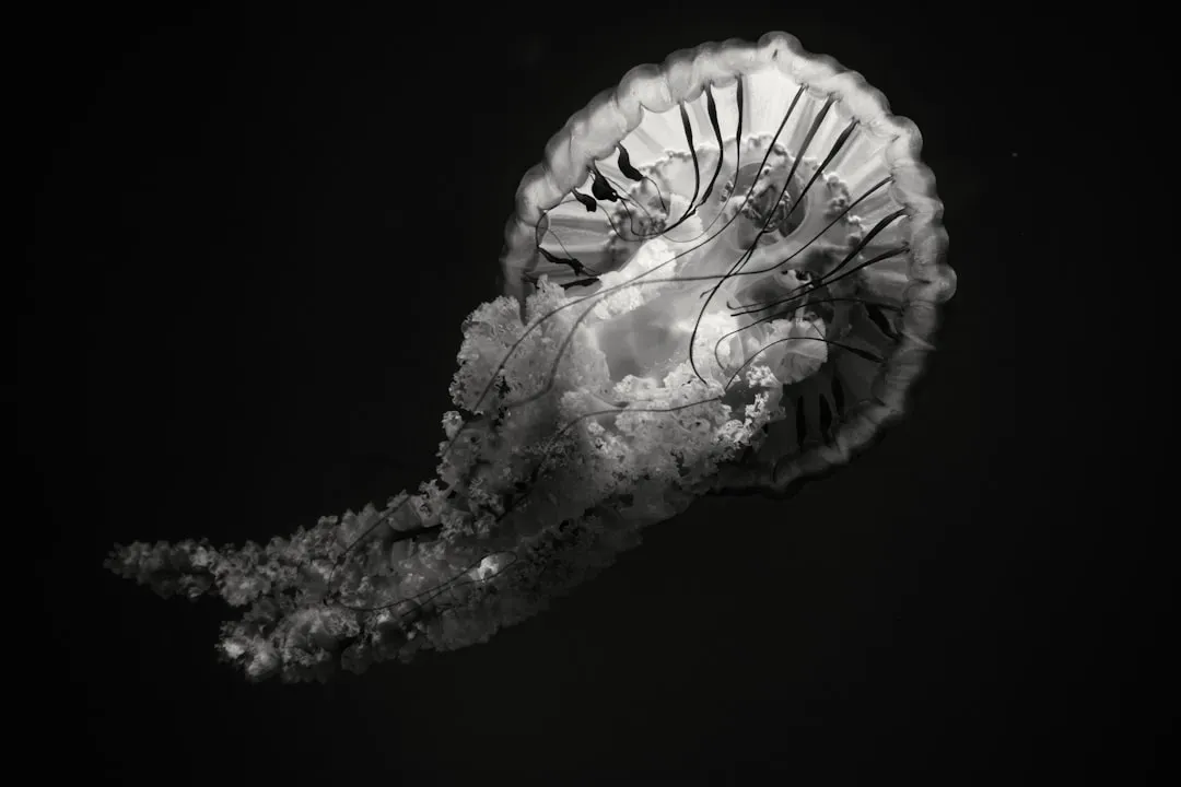 Capricorn, Aquarius, and Pisces: The Crow, the Hyena, and the Jellyfish (Image Credits: Unsplash)