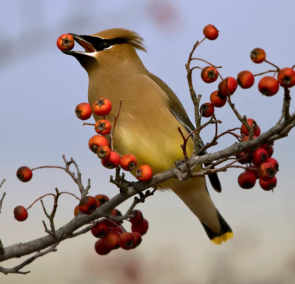 9. Cedar Waxwing: The Elegant Wanderer (watts_photos, Flickr, CC BY 2.0)