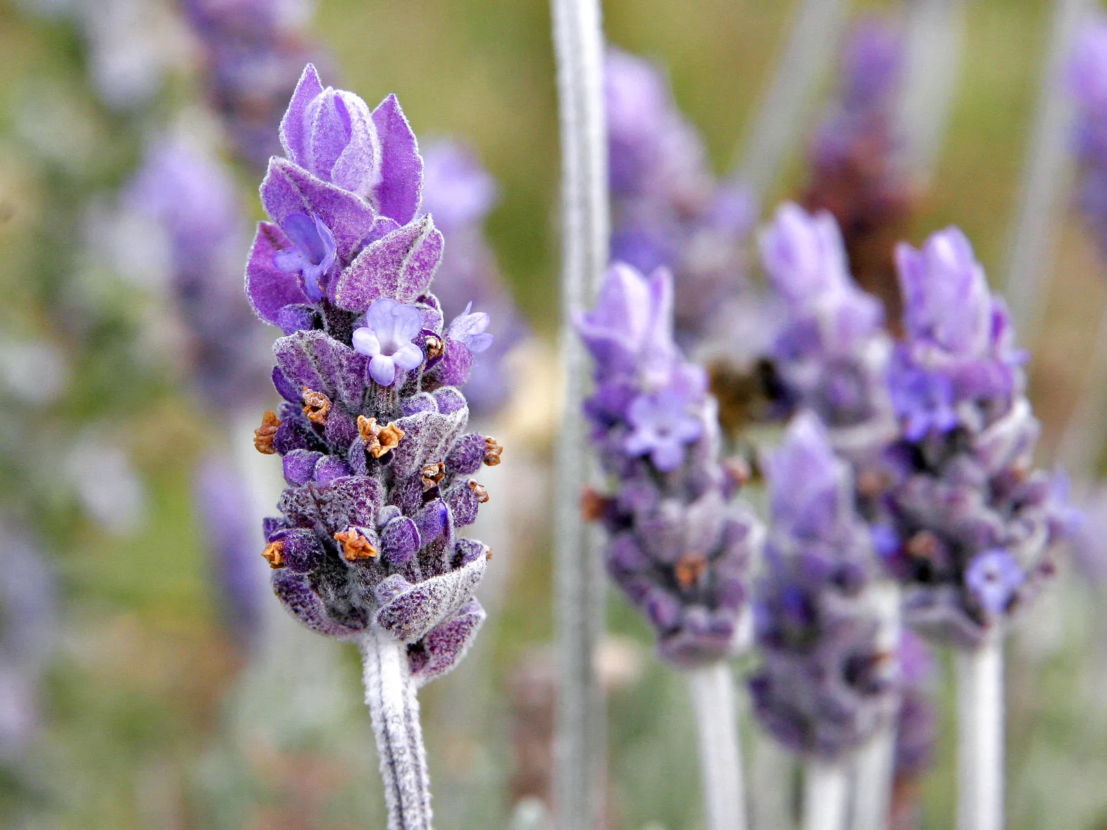Lavender: Pretty, Drought-Tolerant, and Not a Mosquito&rsquo;s Favorite Scent (By User:Fir0002, GFDL 1.2)