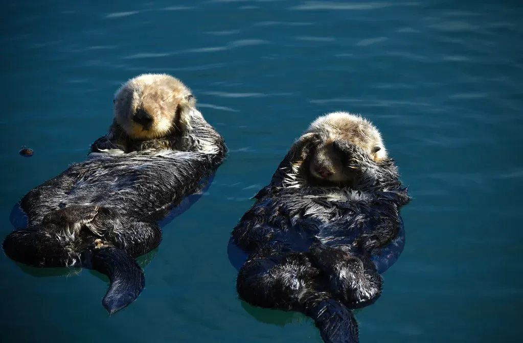 Sea Otters: Tool Users of the Marine World (Image Credits: Flickr)