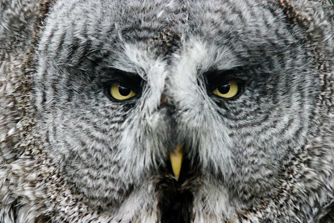 Sagittarius: The Great Gray Owl (Image Credits: Unsplash)