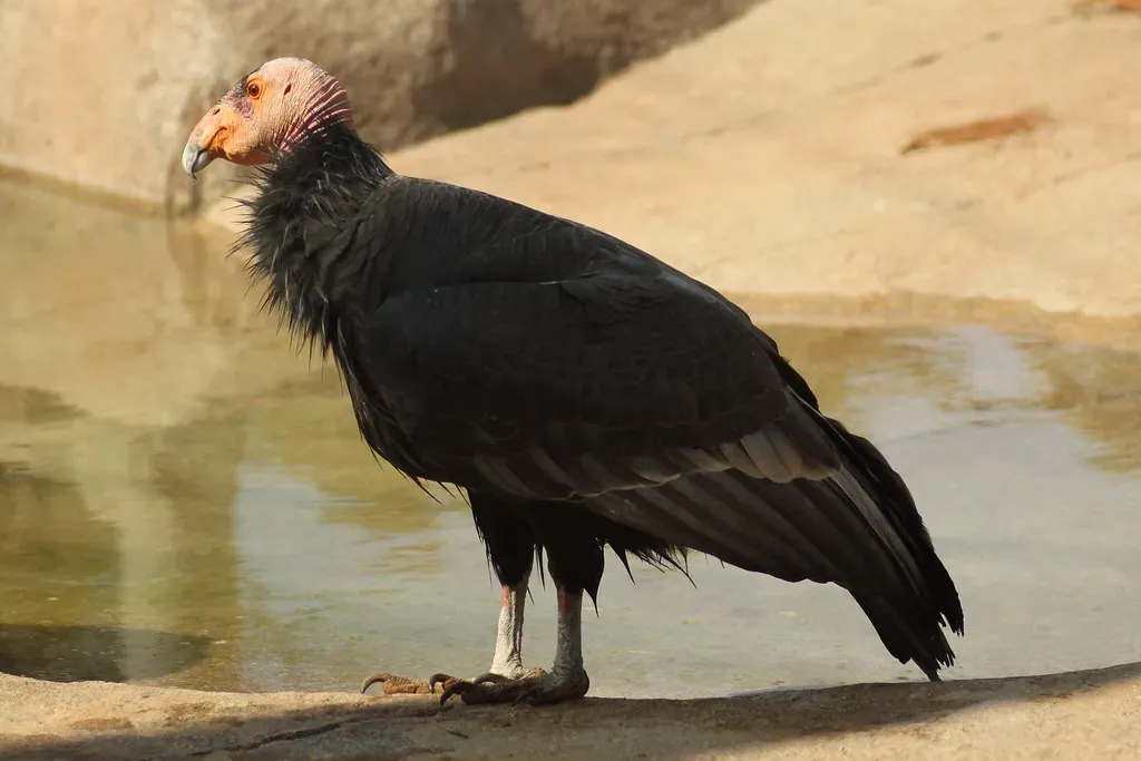 1. California Condor - The Bird That Came Back from 22 (Stacy Spensley, Flickr, CC BY 2.0)
