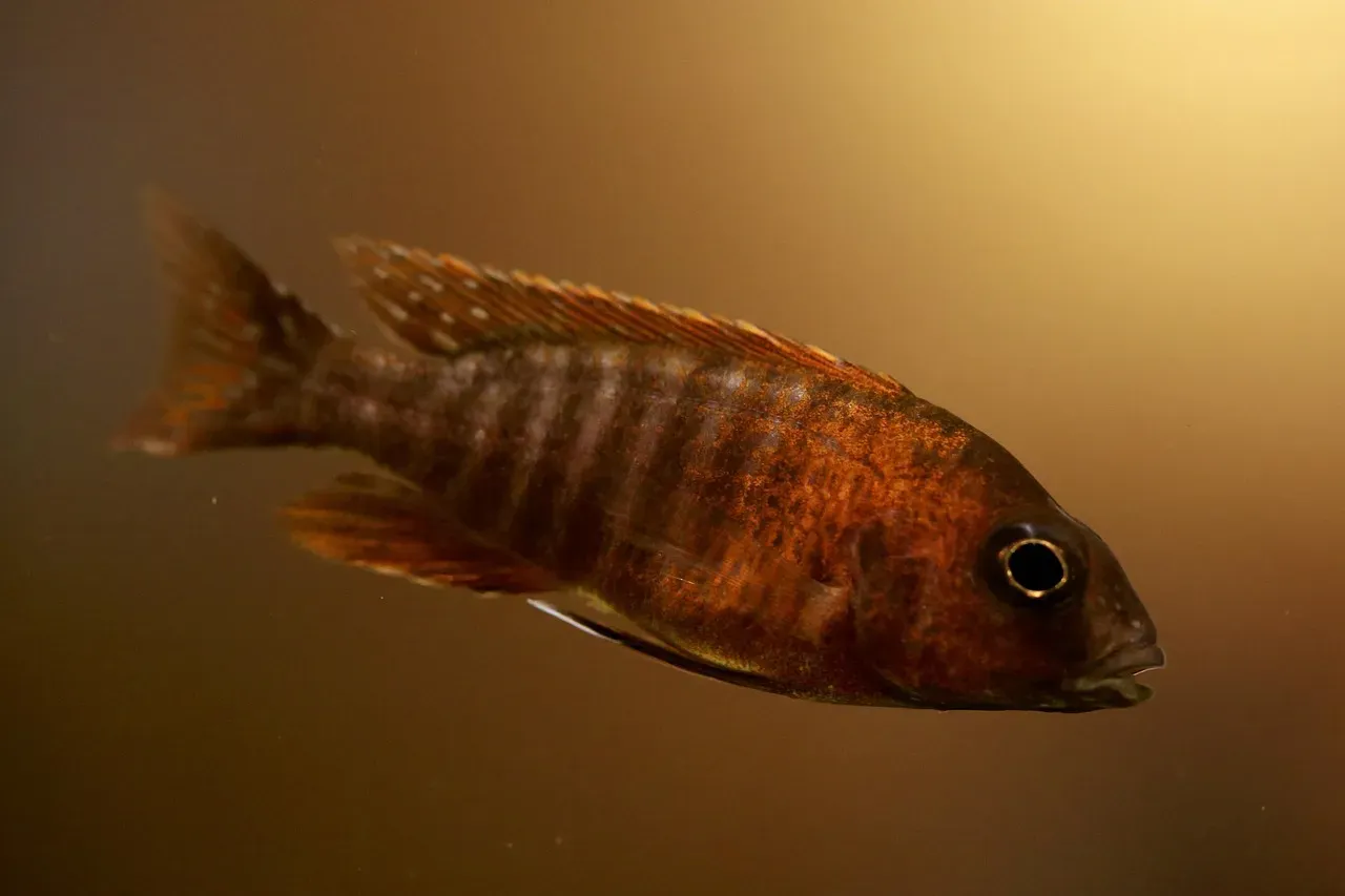 Pisces: The Mystical Communicator (Image Credits: Pixabay)