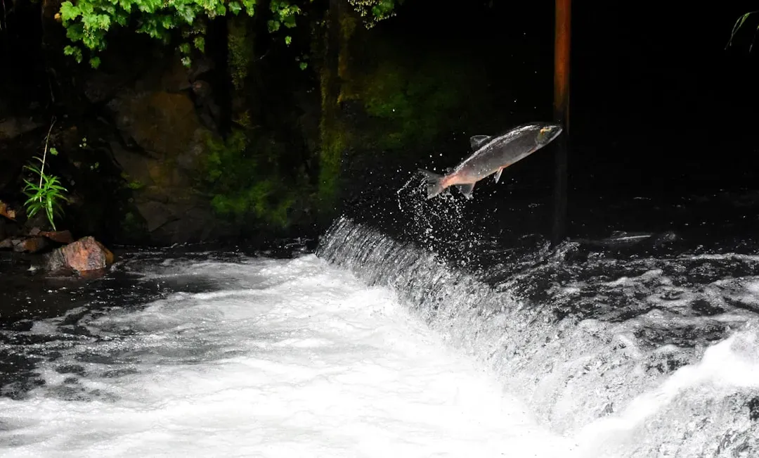 The Salmon: Resilience and Depth Beneath the Shine (Image Credits: Unsplash)