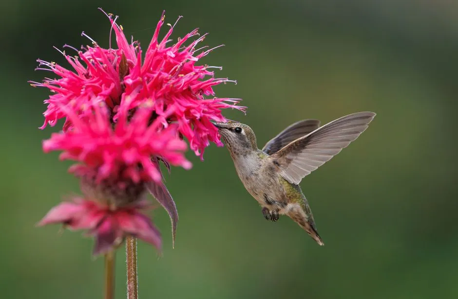 #2 Bee Balm (Monarda didyma) (Image Credits: Pexels)