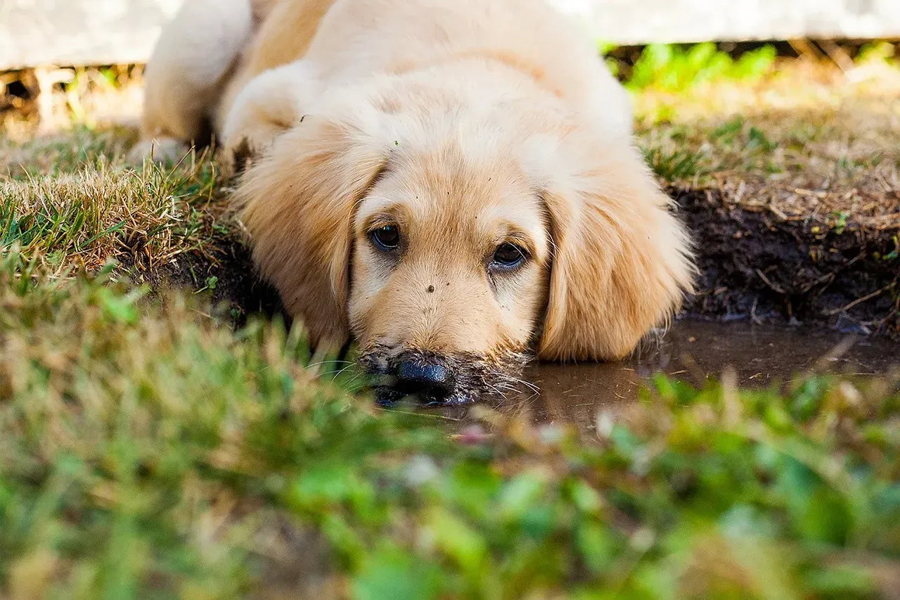 Temperature Regulation and Comfort-Seeking (Image Credits: Pixabay)