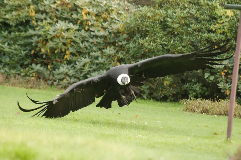 Aquarius: The Andean Condor (Image Credits: Flickr)