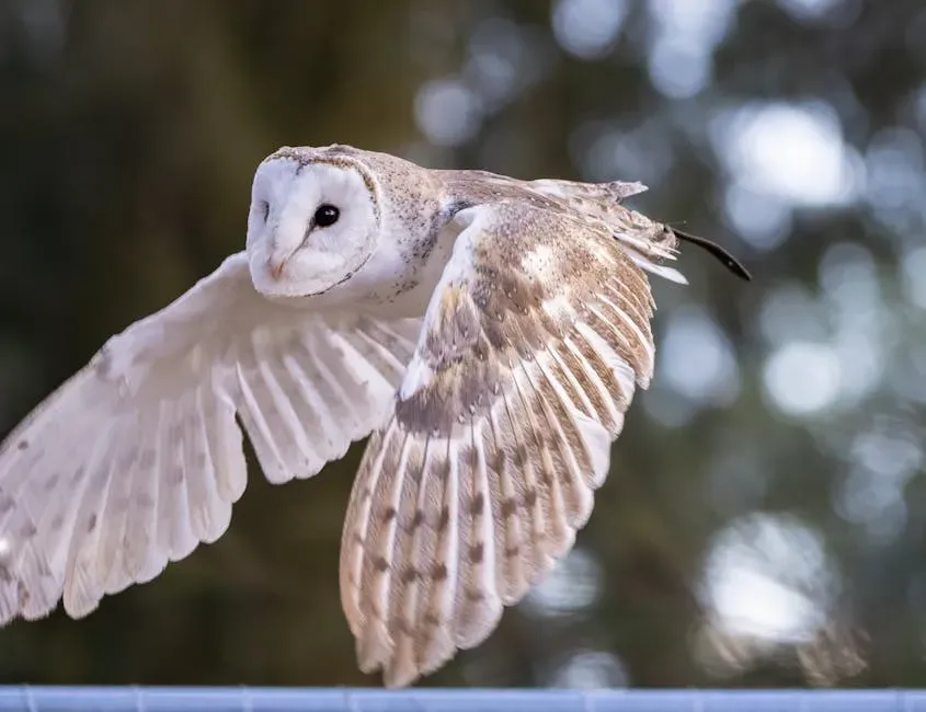 #6. Virgo (August 23 &ndash; September 22): The Barn Owl (Image Credits: Pexels)