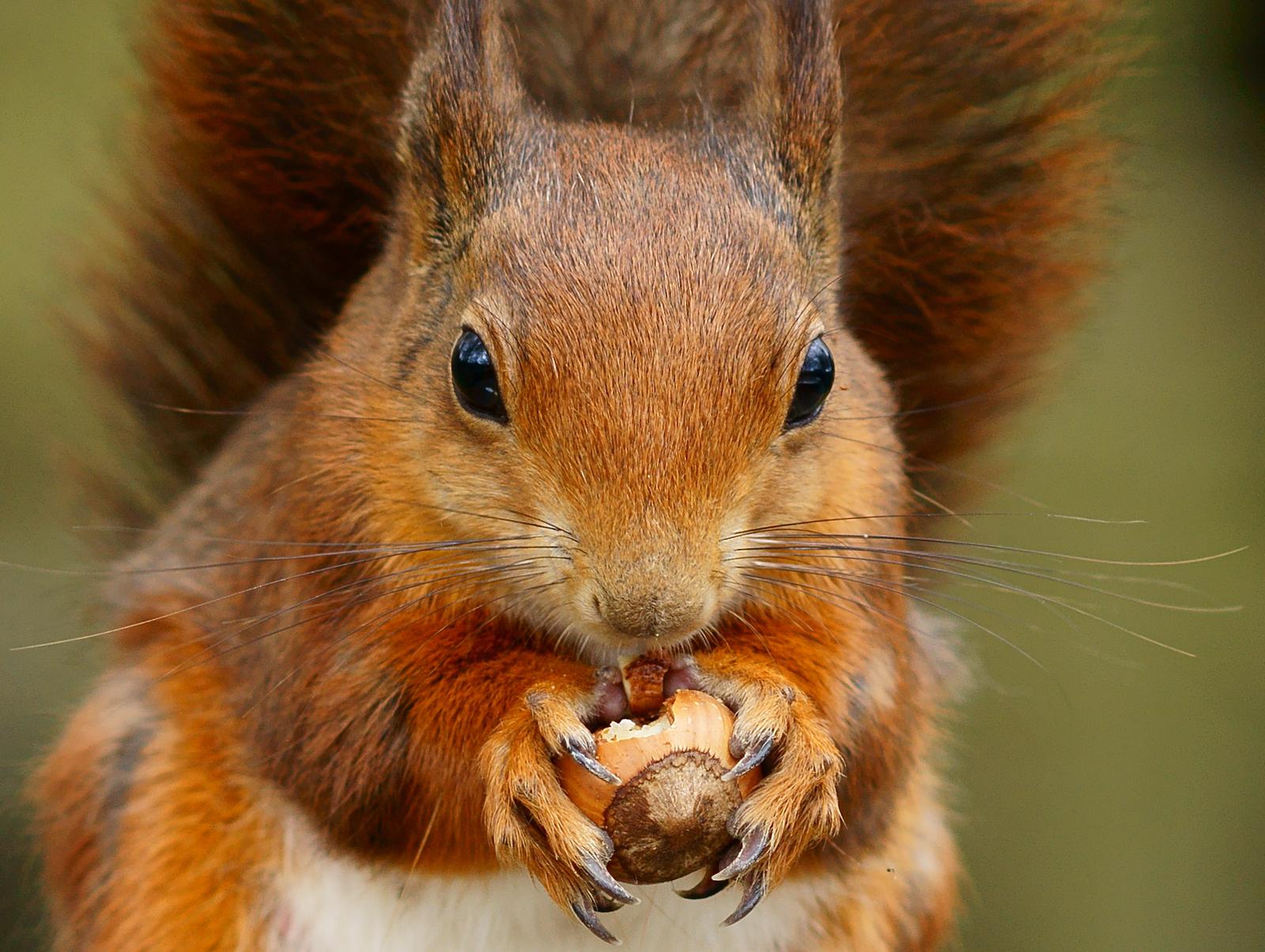 Master the Art of Focus and Eye Contact (Image Credits: Wikimedia)