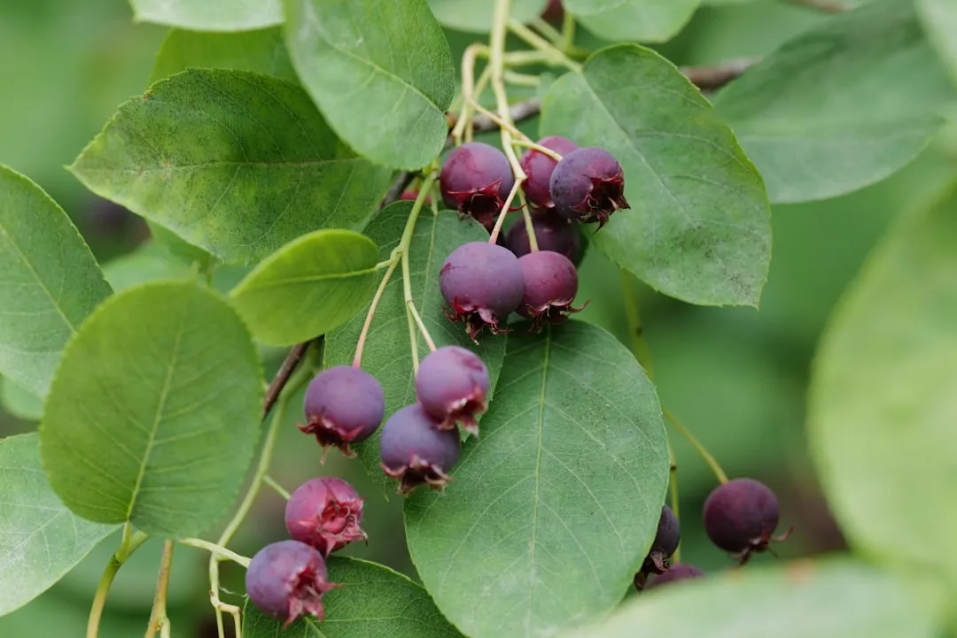 #14 - Add at Least One Native Berry Plant Before Frost (Image Credits: Unsplash)