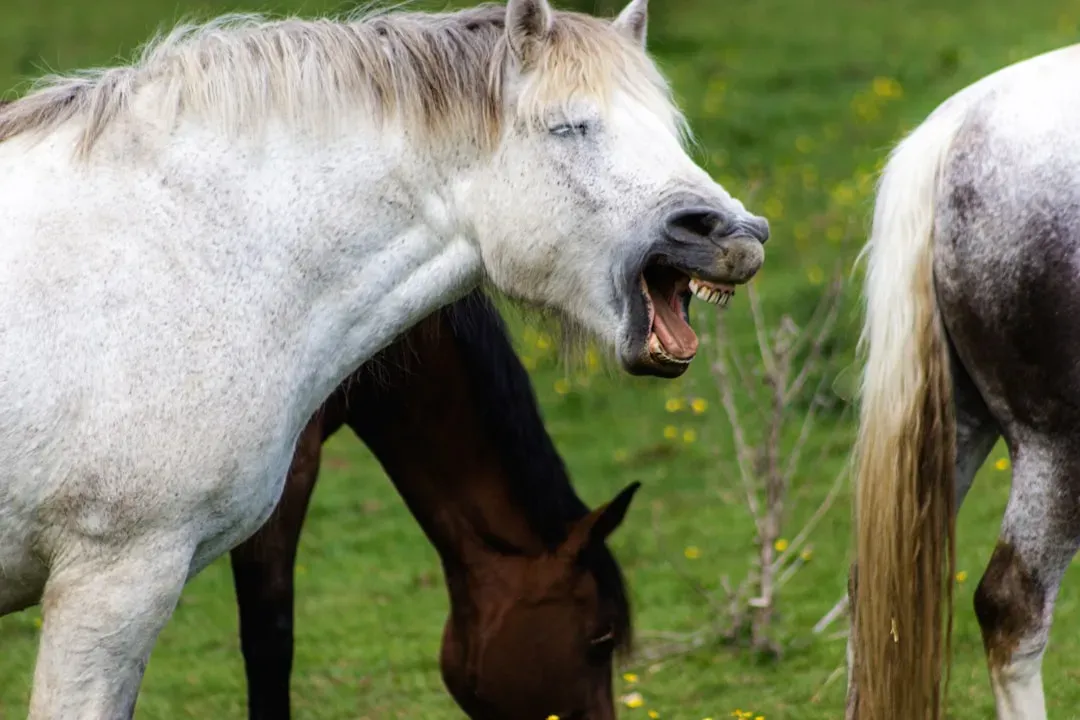 10. Excessive Self-Biting or Scratching (Image Credits: Unsplash)