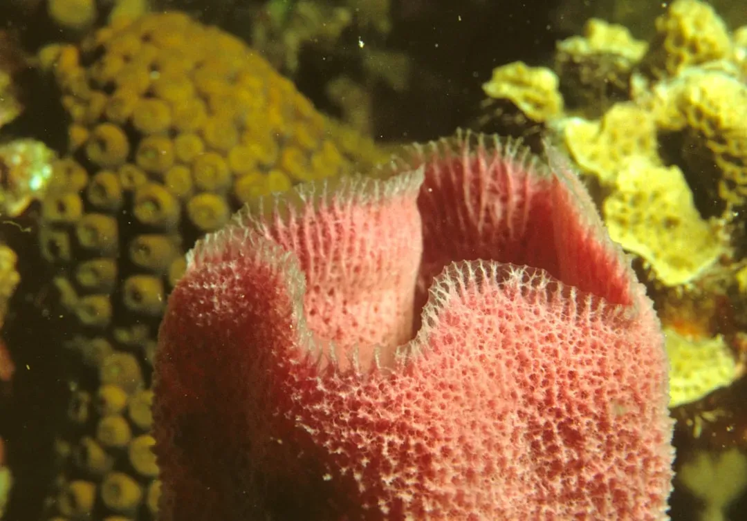 Why Scientists Are Questioning the Sponge Data (Image Credits: Unsplash)