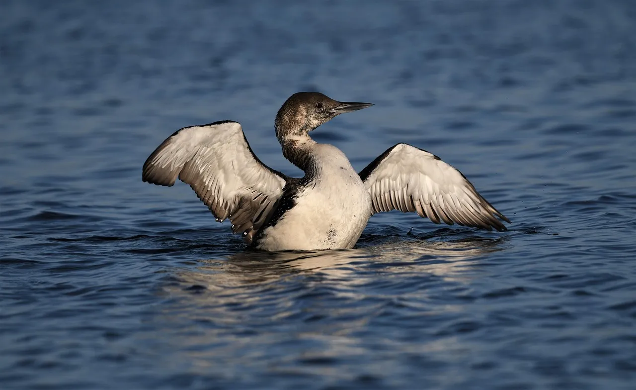 #7 Ongoing Studies of Loon Vocal Behavior (Image Credits: Pixabay)