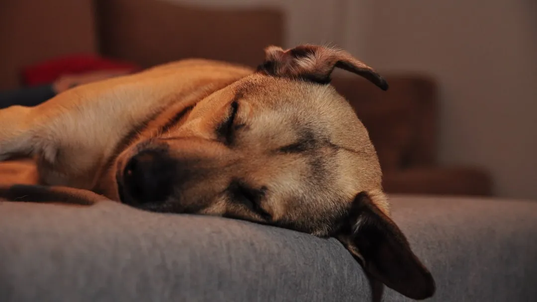 #2 - Listening to Every Tiny Sound While Looking Fully Asleep (Image Credits: Unsplash)