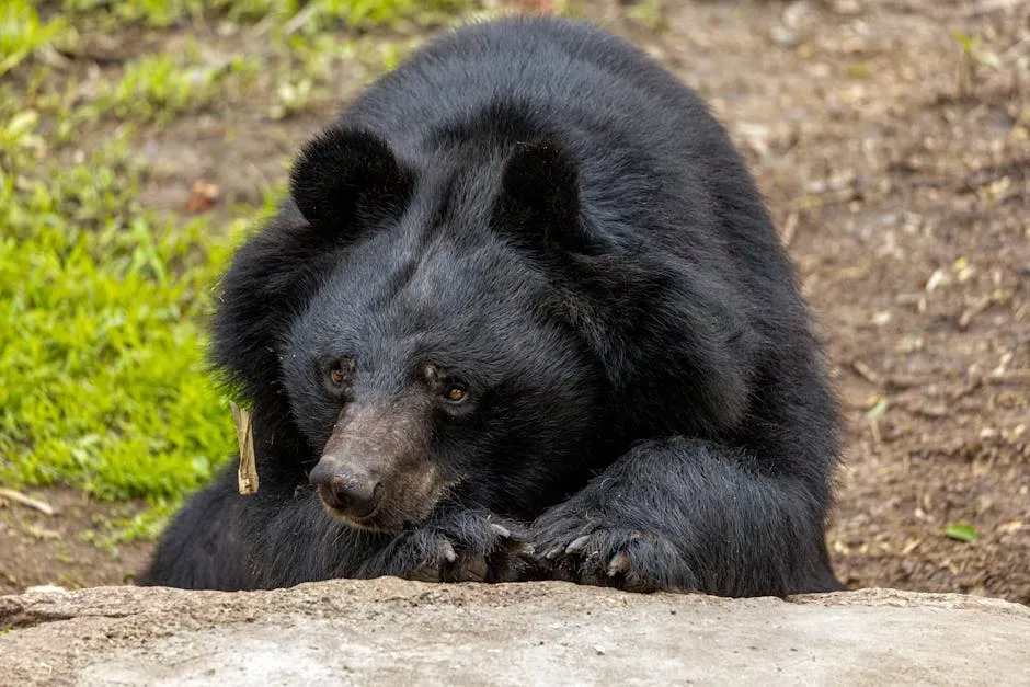 2. Torpor, Not True Sleep: The Nuance of Hibernation (Image Credits: Pexels)